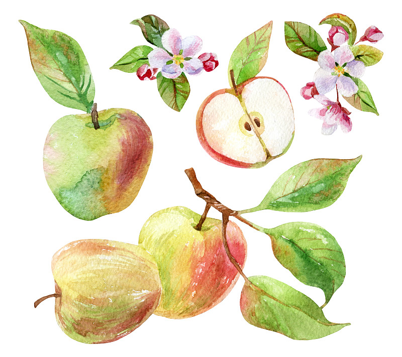 水果,苹果,枝,叶子,水彩画,自然,水平画幅,无人,绘画插图
