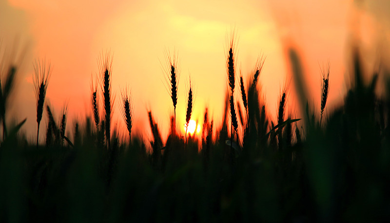 小麦,农场,麦穗,哈里亚纳邦,单一栽培,全麦,选择对焦,留白,水平画幅,无人