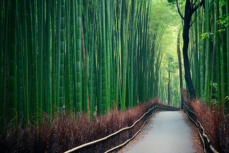 竹林,京都市,旅游目的地,水平画幅,地形,无人,亚洲,日本,户外,竹