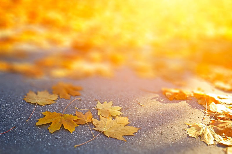 秋天,叶子,九月,橡树叶,留白,枝繁叶茂,早晨,干的,图像,明亮