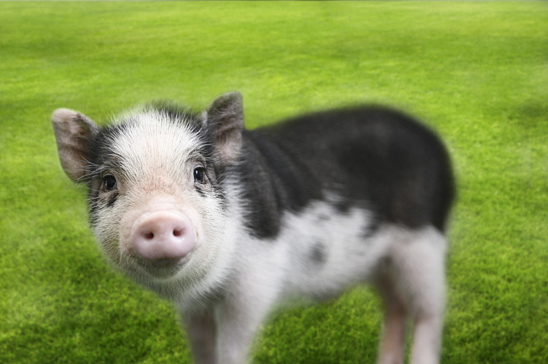 猪,草,小的,背景,小猪,家猪,水平画幅,无人,夏天,户外