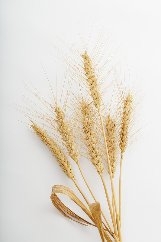 小麦,麦穗,全麦,垂直画幅,留白,无人,生食,干的,特写,稻草
