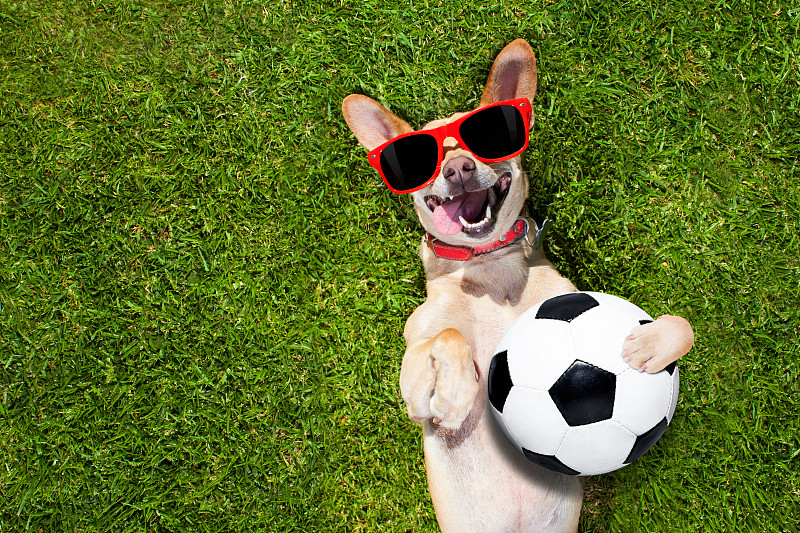 足球,狗,进行中,爱好者,幽默,足球运动,球,球体,动物,运动