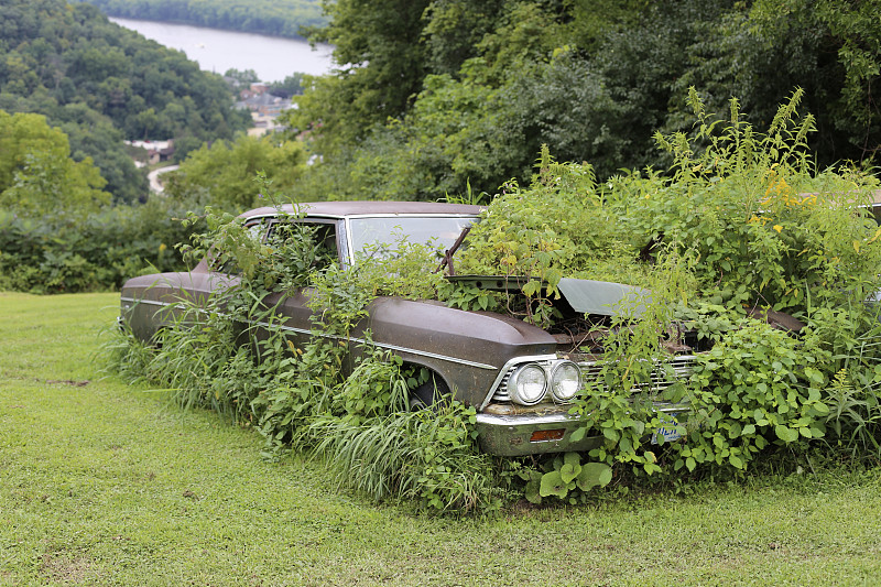 废旧汽车场,汽车,过时的,野生植物,生锈的,簇叶从生的,废金属,保险杠,不关心,格柵