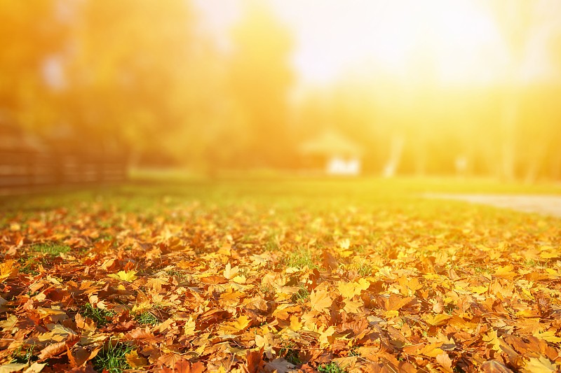 秋天,叶子,秋季系列,黄色,地形,散焦,前景聚焦,早晨,留白,枝繁叶茂