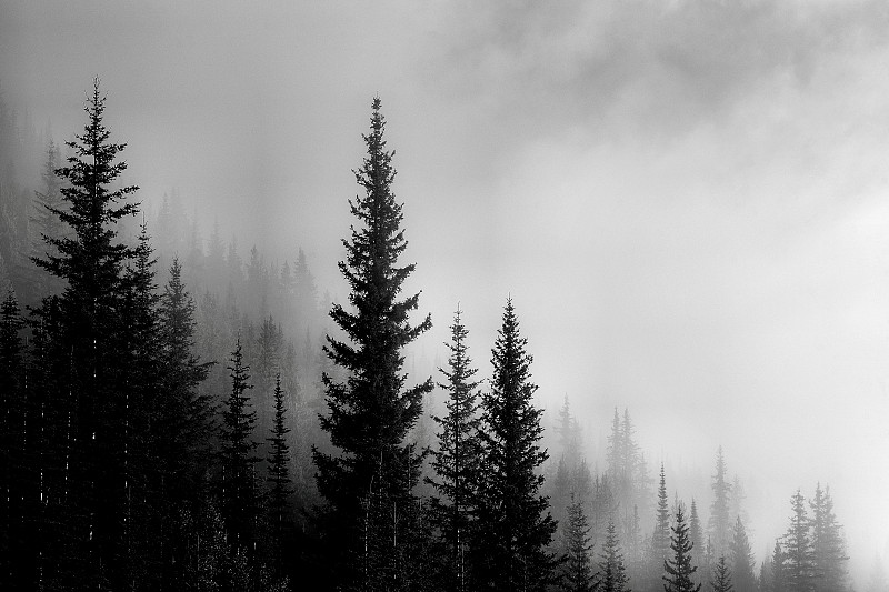 森林,山,山谷,雾,黑白图片,树林,露易斯湖,加拿大,地形,自然