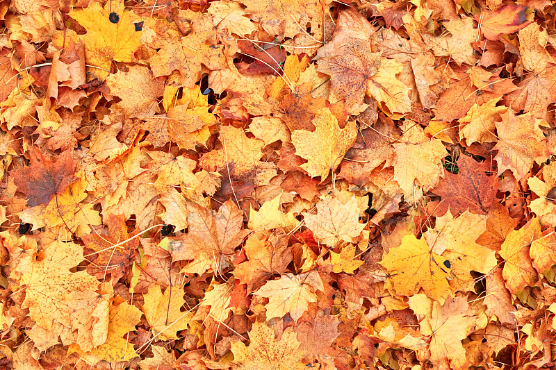 秋天,叶子,背景,锈菌,自然,褐色,水平画幅,野地,枫叶,无人