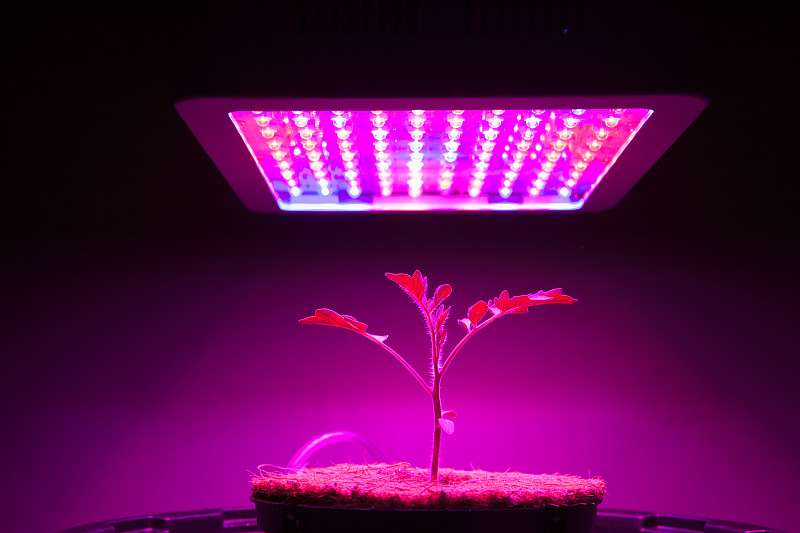 照明设备,在下面,幼小动物,番茄植物,发光二级管,水平画幅,无人,灯,特写,西红柿