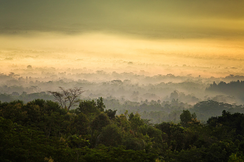 热带雨林,黎明,雾,宁静,马来西亚人,在上面,日惹特区,印度尼西亚,爪哇,灵性