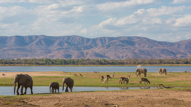 赞比西河,野生动物,赞比亚,津巴布韦,生态多样性,黑斑羚,水羚,野外动物,河漫滩,非洲