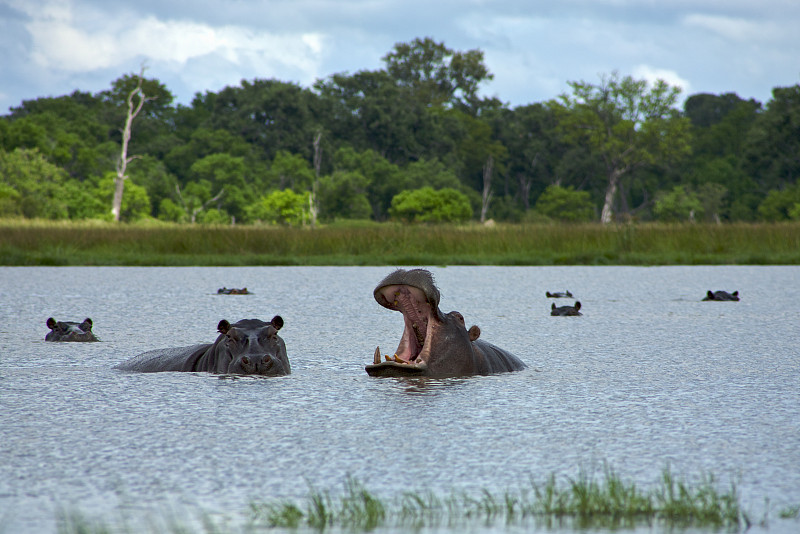 莫瑞米野生动物保护区,奥卡万戈三角洲,河马,博茨瓦纳,水,水洞湖,动物嘴,水平画幅,食草动物,领土行为