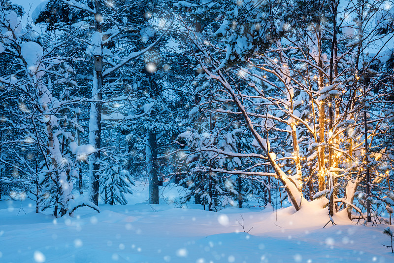 雪,冬天,圣诞树,森林,花环,新的,夜晚,超自然,现代,白色