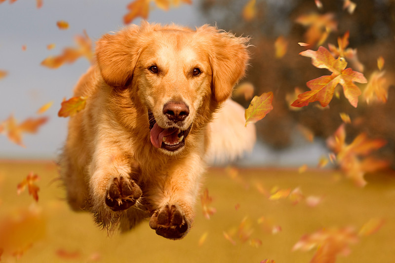 叶子,狗,秋天,金毛寻回犬,寻回犬,水平画幅,户外,草,活力,动物主题