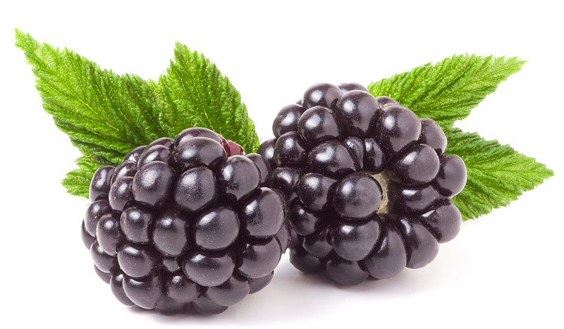 黑刺莓,白色背景,特写,叶子,分离着色,黑覆盆子,自然,水平画幅,水果,无人