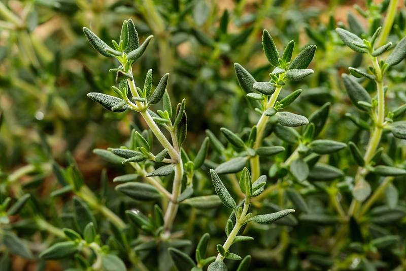 百里香,植物,清新,大特写,草药,芳香疗法,盆栽植物,筋疲力尽,草本,花盆