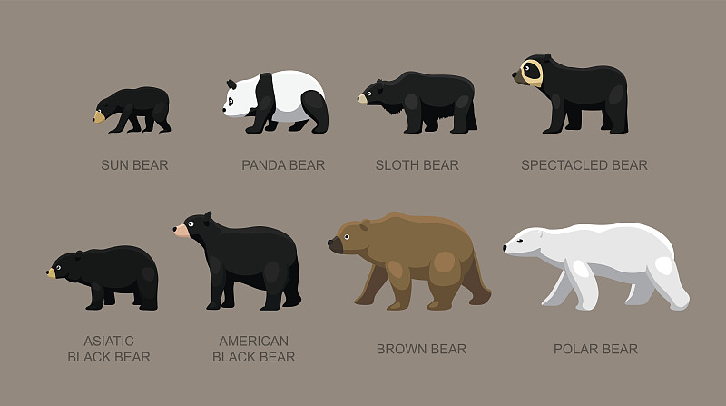 熊,绘画插图,卡通,矢量,眼镜熊,亚洲黑熊,印度长毛熊,熊猫,美洲黑熊,棕熊