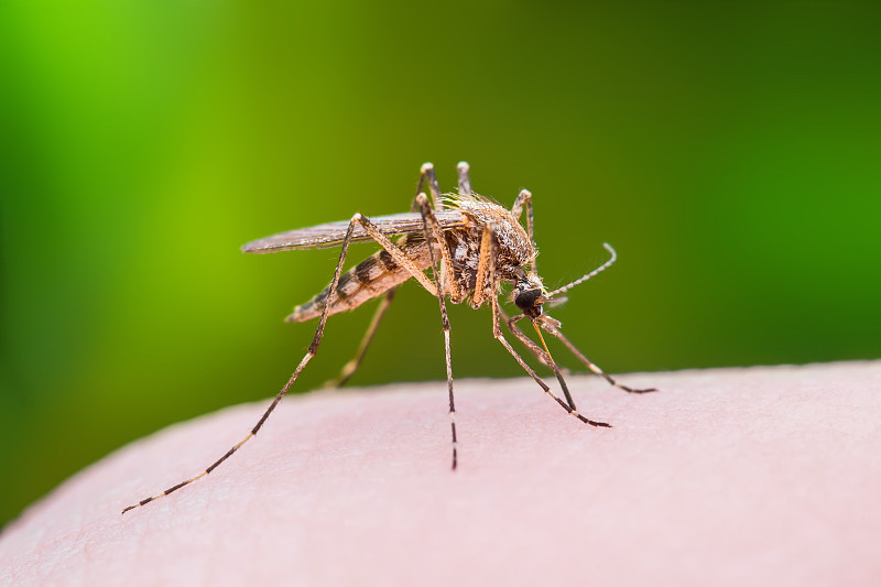 蚊叮咬,脑炎,水平画幅,疟疾,伊蚊,炎症,登革热,头小畸型,害虫