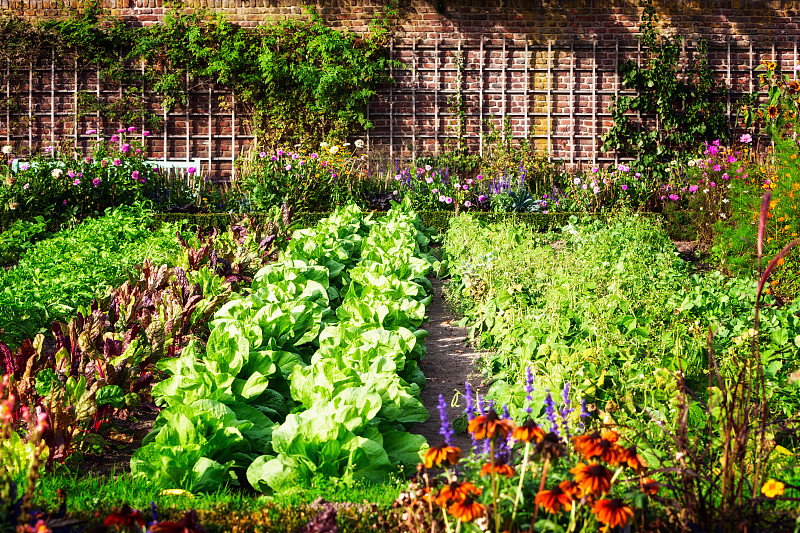 菜园,长椅,水平画幅,素食,无人,泥土,夏天,户外,植物,莴苣