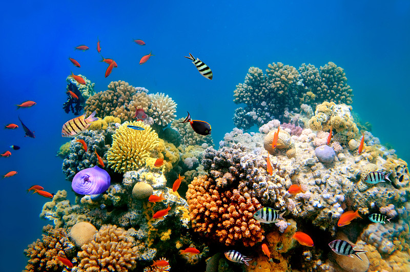 礁石,热带鱼,红海,蓝纹鲈,达哈巴,硬珊瑚,软珊瑚,蓑鲉,雀鲷,水下