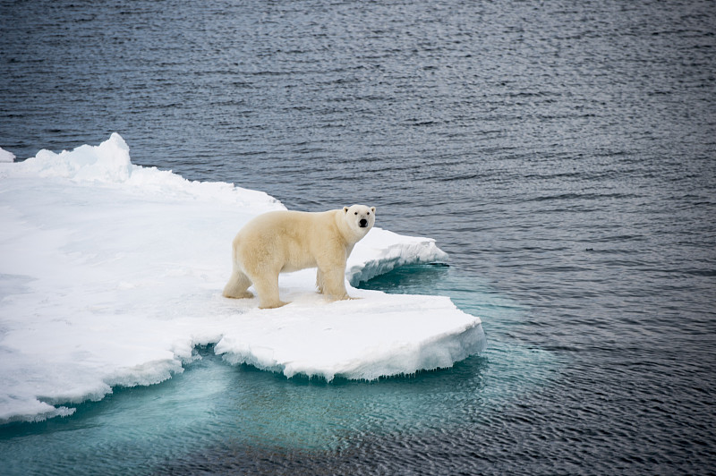 北极熊,冰,海洋,北极,斯匹兹卑尔根,小熊,幼兽,斯瓦尔巴德群岛,熊,野生动物