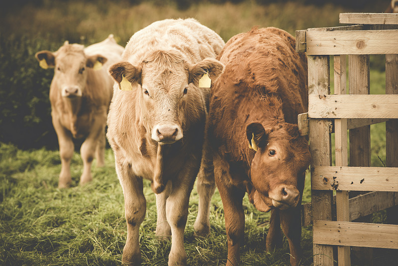 北爱尔兰,母牛,机场出租车,牲畜,牛,食草,农场,农业,英国,动物