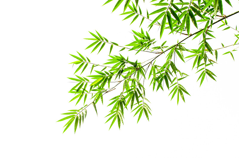 白色背景,叶子,竹,自然,留白,水平画幅,绿色,无人,嫩枝,湿