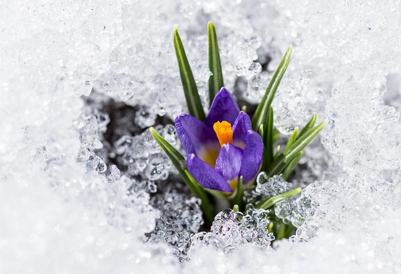 雪,番红花属,紫色,冰晶,春天,雌蕊,新的,水平画幅,户外,特写
