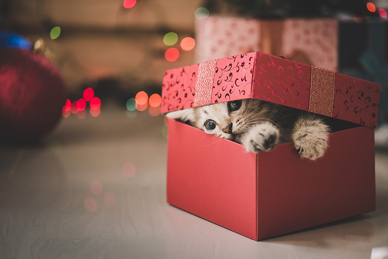 小猫,包装纸,进行中,猫,宠物,动物,盒子,礼物,生日