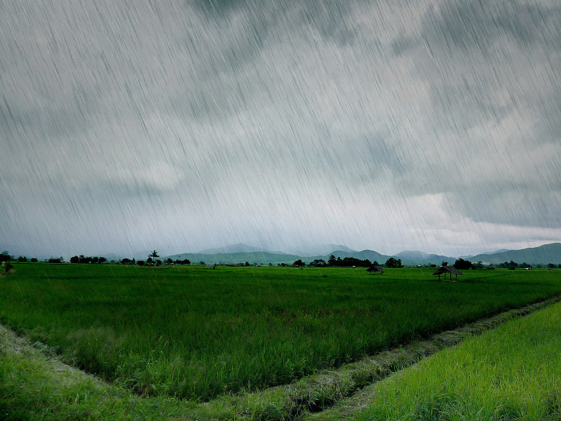 雨,米,农场,田地,天空,水平画幅,无人,草,稻田,山