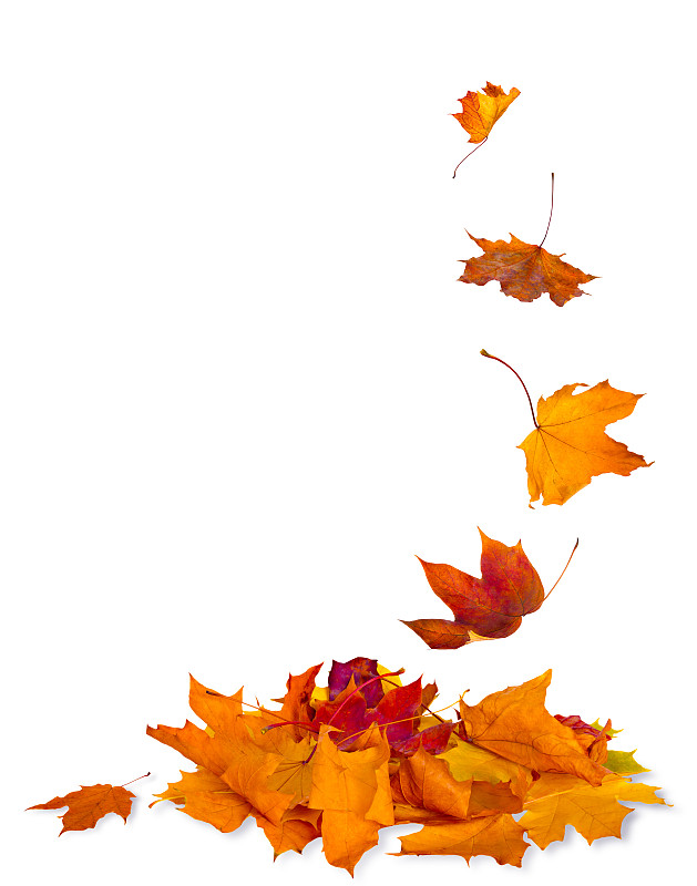 叶子,秋天,分离着色,枫树,干的,边框,十一月,背景幕,森林,植物学