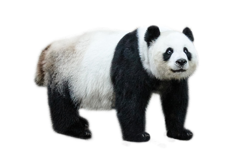 大熊猫,熊猫,水平画幅,符号,巨大的,野外动物,熊,哺乳纲,白色,中国
