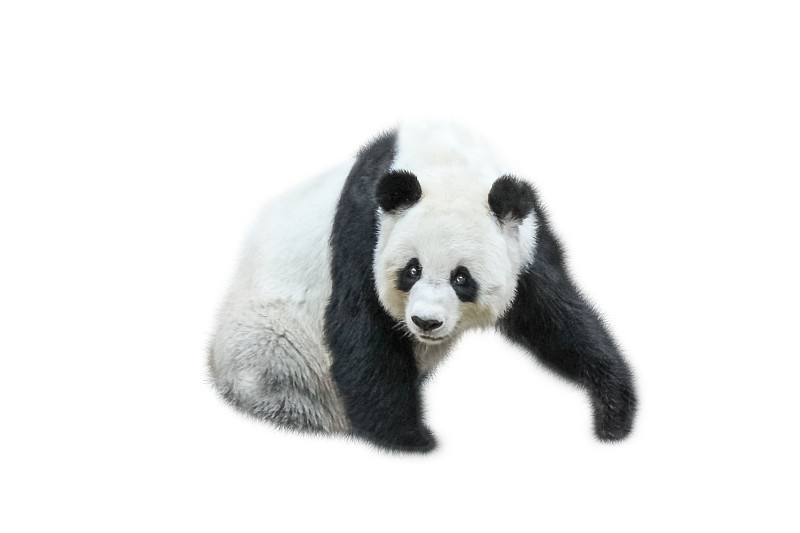 大熊猫,熊猫,数字1,水平画幅,符号,巨大的,熊,都市风景,哺乳纲,白色