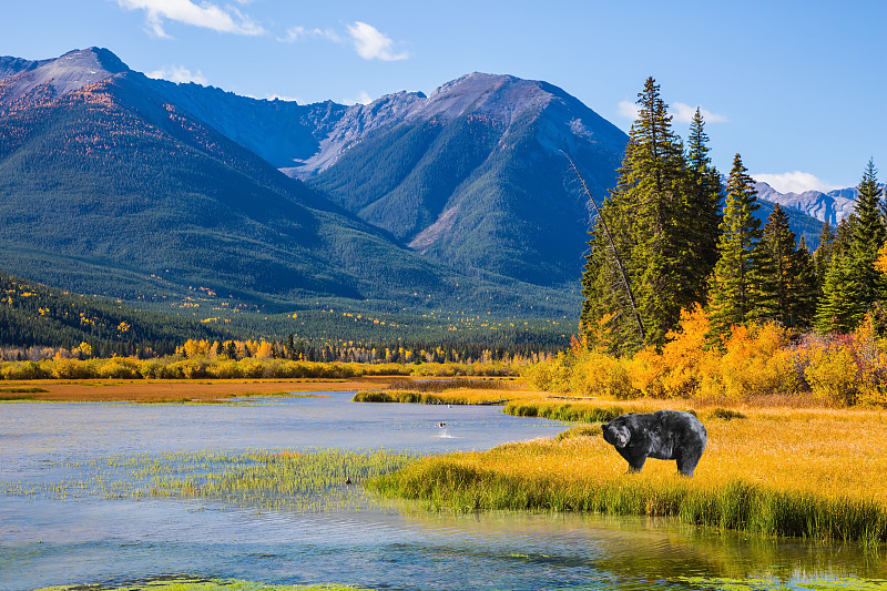 黑熊,巨大的,草,加拿大,熊,生态旅游,水,天空,公园,水平画幅