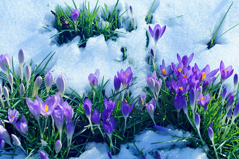 番红花属,开花时间间隔,雪花莲,春天,雪,冬天,花头,紫色,高对比度,温带的花
