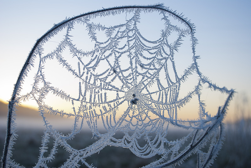 霜,早晨,雾,田地,植物群,蜘蛛网,冻结的,水晶,枝,天气