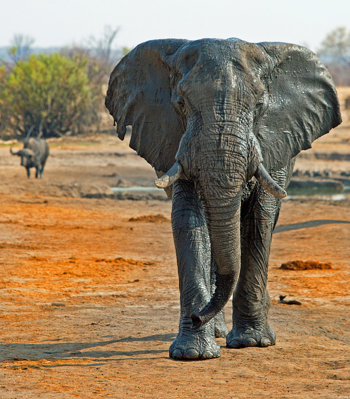 象,水牛,注视镜头,背景,非洲黑色大水牛,万盖,公牛,津巴布韦,狩猎动物,生态旅游