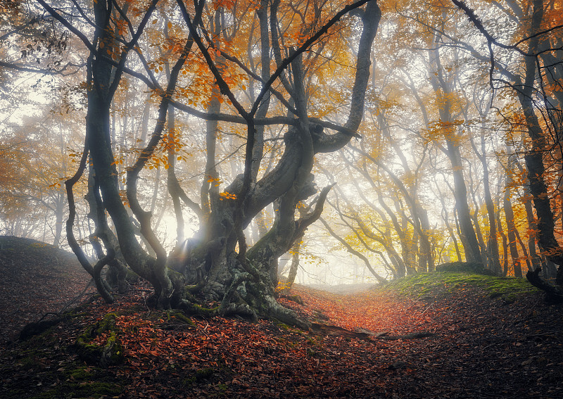 雾,秋天,秘密,森林,古树,飘然,云景,阴影对焦,灵性,古老的