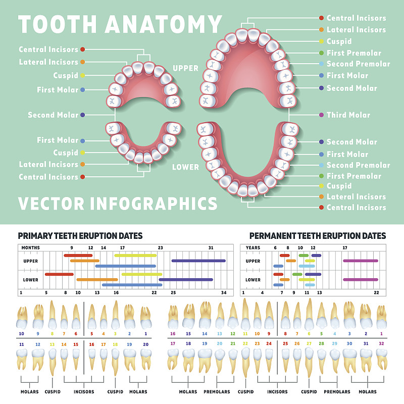 人的牙齿,图表,矫形牙医,矢量,二叶,牙科设备,口腔卫生,牙龈,数字1