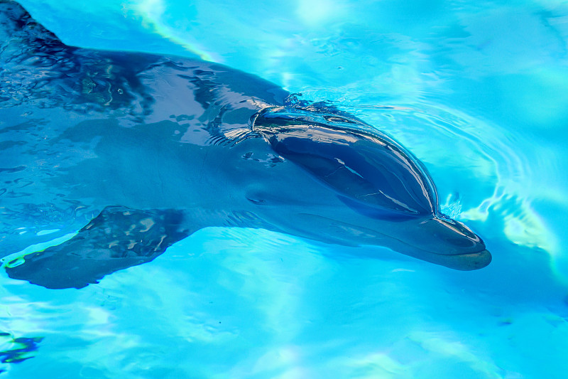 真海豚,逆戟鲸,海豚,鲸类,自然,公园,水平画幅,蓝色,水下,海洋生命