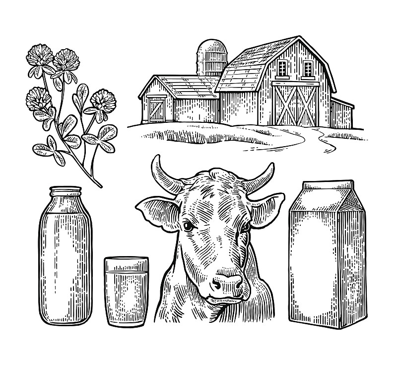 牛奶,母牛,农场,动物头,纸盒,盒子,瓶子,三叶草,布置,包装