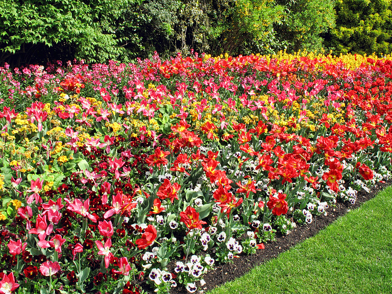 春天,花坛,美,公园,芳香的,水平画幅,郁金香,无人,英格兰,地毯