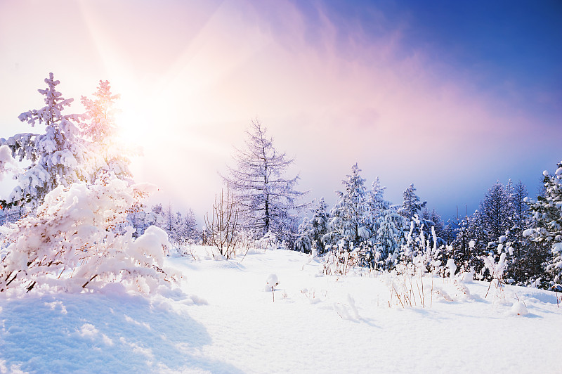雪,冬天,森林,天空,白色,十二月,新年,新年前夕,松科,雪花