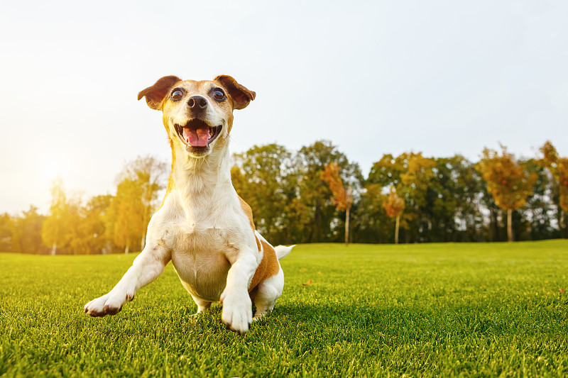 狗,幸福,拟人笑脸,草坪,夏天,草,白色,运动,敏捷,休闲游戏