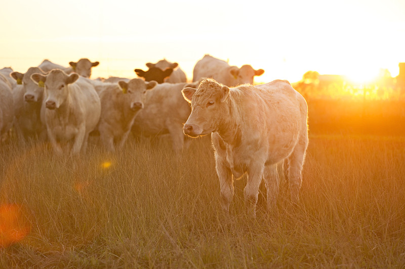 夏洛来牛,牧场,夏天,肉牛,牛,食草,牲畜,兽群,农业,牛肉