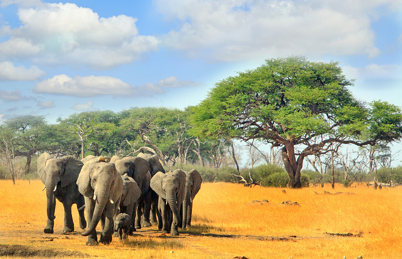 蓝色,兽群,云,象,天空,暴风雨,水平画幅,巨大的,野外动物,非洲象