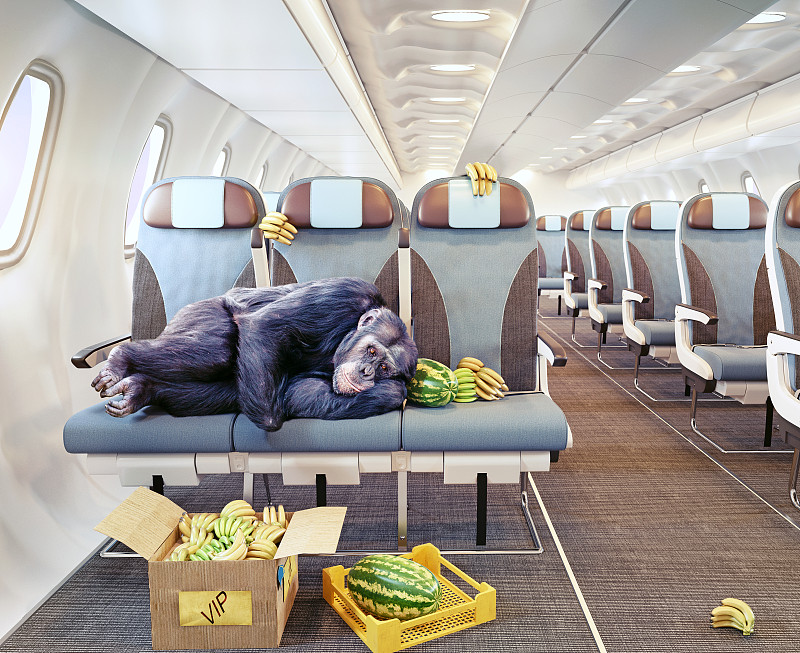 猴子,风,座位,水平画幅,客舱,旅行者,疲劳的,想法,私人飞机,头等舱