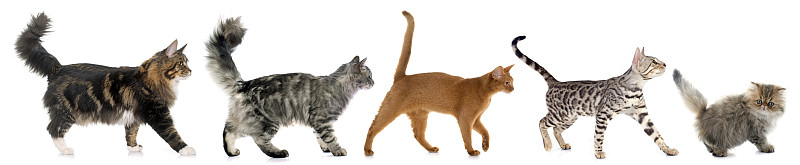 五只动物,猫,褐色,水平画幅,孟加拉猫,巨大的,动物鳍,尾巴,小猫,阿比西尼亚猫