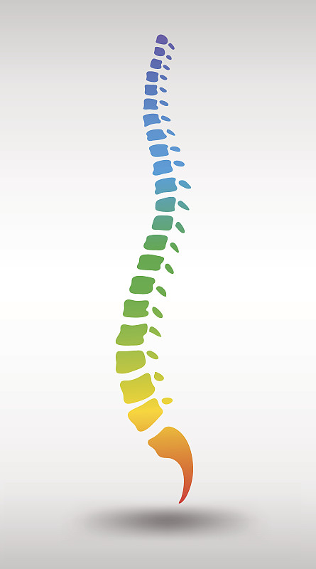 脊柱,彩虹,山,动物脊椎骨,脊椎,脊骨神经科矫正,骨骼,自然立柱,物理疗法,人类骨架