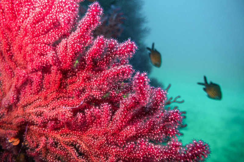 珊瑚,鳃鱼,石帆珊瑚虫,红色,珊瑚色,巴利阿里玛代,礁石,生态多样性,赫罗纳省,两只动物