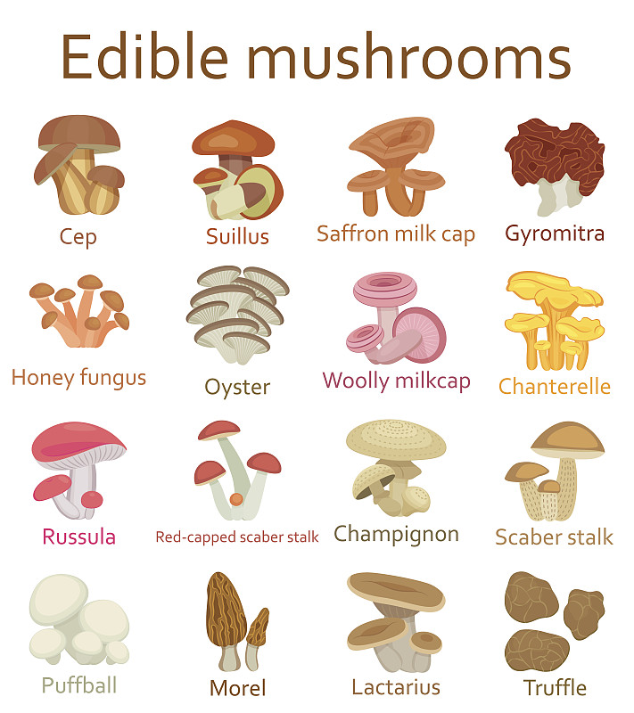 食用菌,绘画插图,矢量,平坦的,计算机图标,马勃菇,毒红菇,蘑菇,羊肚菌,真菌
